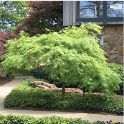 Green Lace Japanese Maple 15G