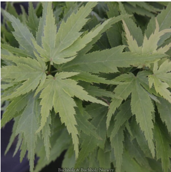 Hupp�s Dwarf Japanese Maple 18-24"