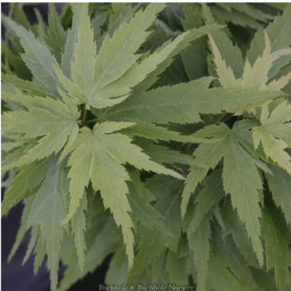 Hupp�s Dwarf Japanese Maple 24-30"