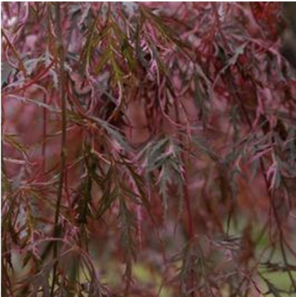 Hana Matoi Japanese Maple 7G