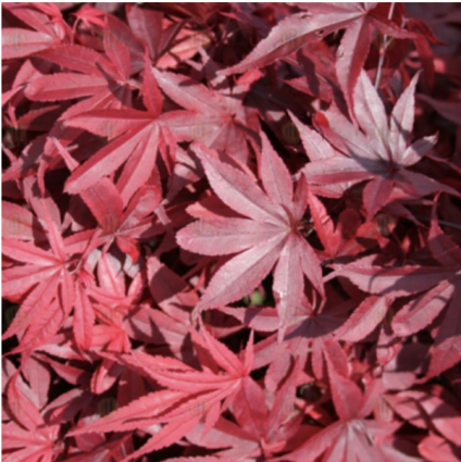 Hefner�s Red Japanese Maple 4'
