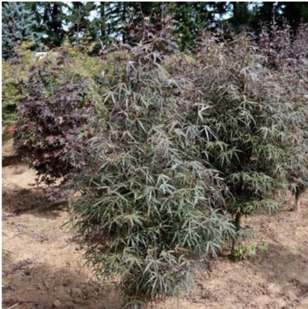 Hubbs Red Willow Japanese Maple 7G