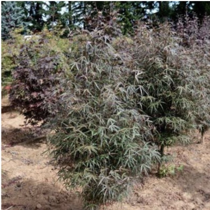 Hubbs Red Willow Japanese Maple 7G