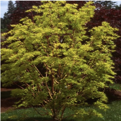 Sunrise Japanese Maple 5'