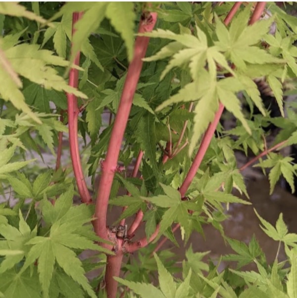 Ji Jiao Japanese Maple&nbsp;&nbsp;3'