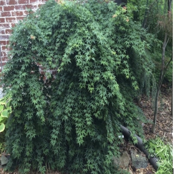 Jiro Shidare Japanese Maple 24"