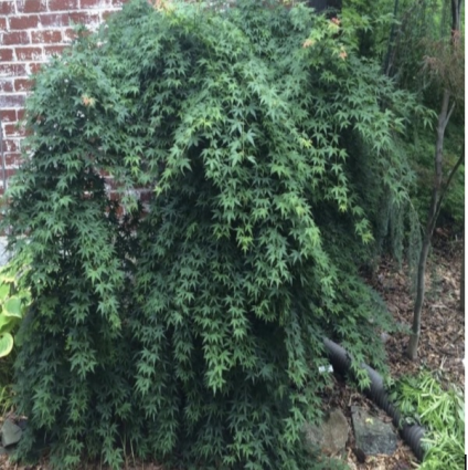 Jiro Shidare Japanese Maple 24"