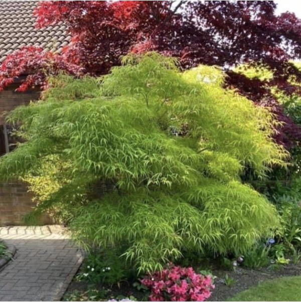 Kinshi Japanese Maple 30"