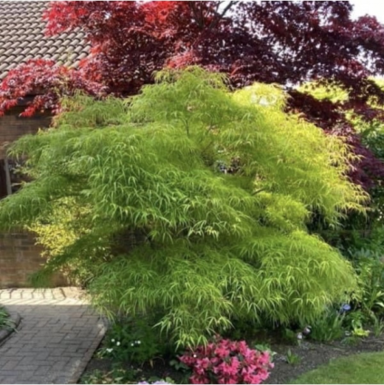 Kinshi Japanese Maple 30"