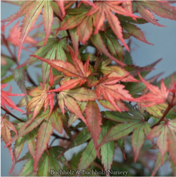 Kuro Hime Japanese Maple 30"