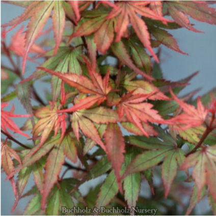 Kuro Hime Japanese Maple 30"