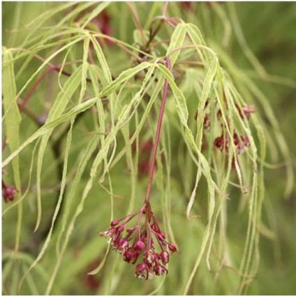 Koto no Ito Japanese Maple 5G