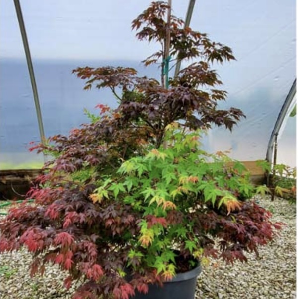 Murasaki Kiyohime Japanese Maple 10G