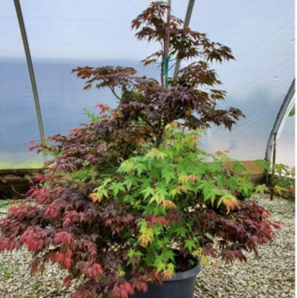 Murasaki Kiyohime Japanese Maple 10G