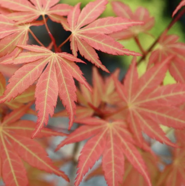 Orange Flame Japanese Maple Tree&nbsp;&nbsp;5G