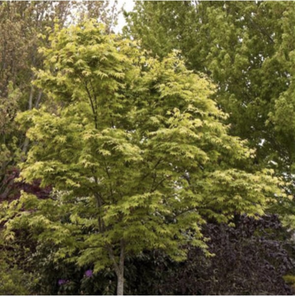 Osakazuki Japanese Maple 5'