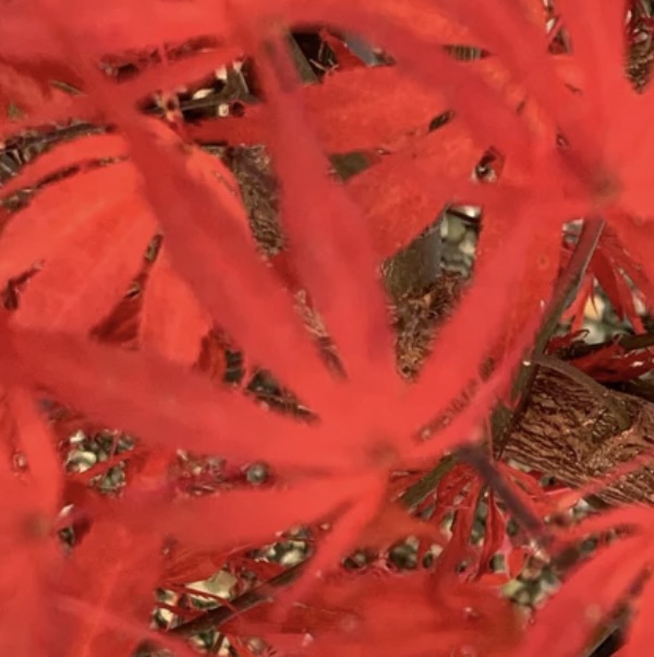 Oregon Sunset Japanese Maple 4-5'