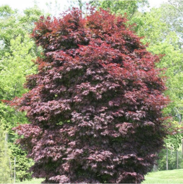 Pixie Japanese Maple 5'