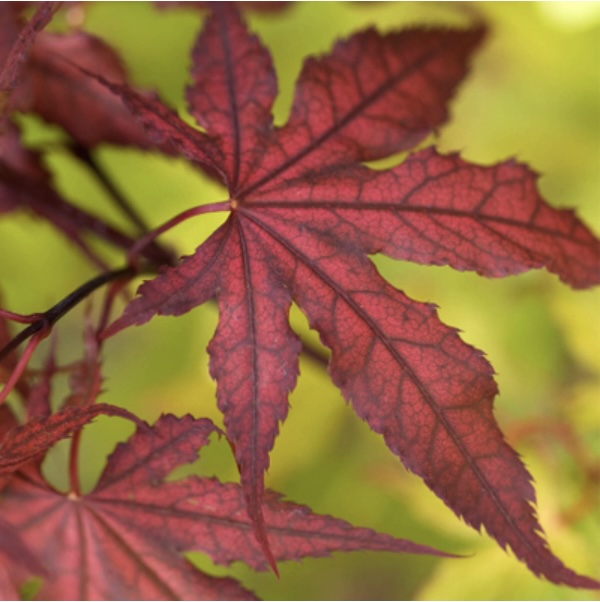 Purple Ghost Japanese Maple 5-6'