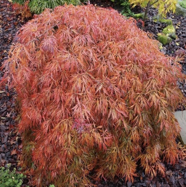 'Pendulum Julian' Weeping Japanese Maple 18"