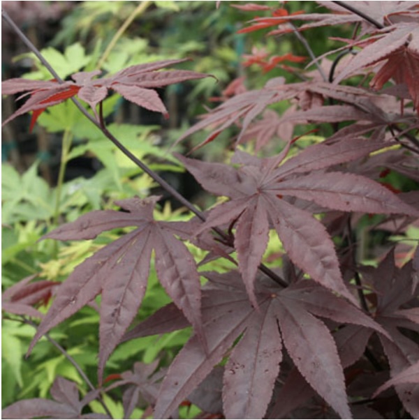 Red Emperor Japanese Maple 36"