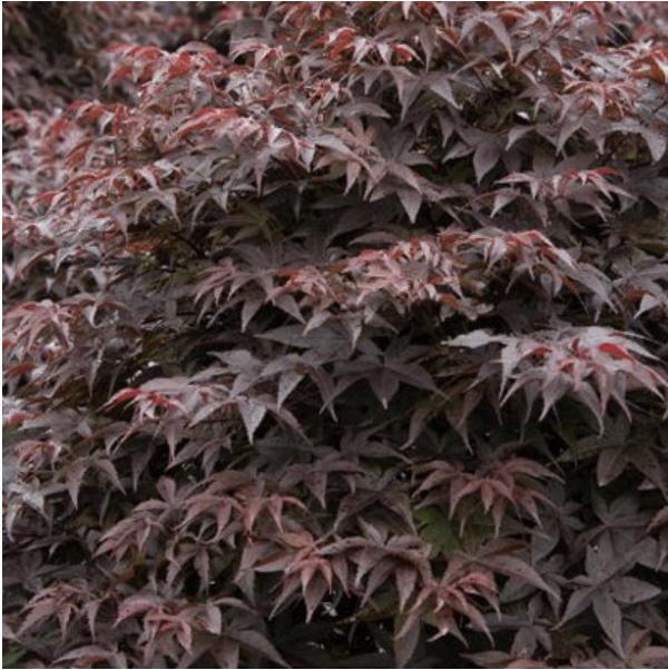 Rhode Island Red Japanese Maple 24"