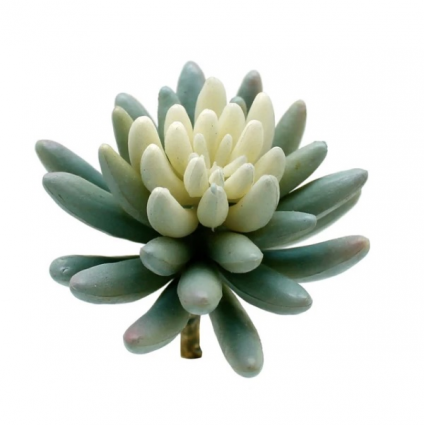 PICK, 3"W X 2"H JELLY BEAN PLANT