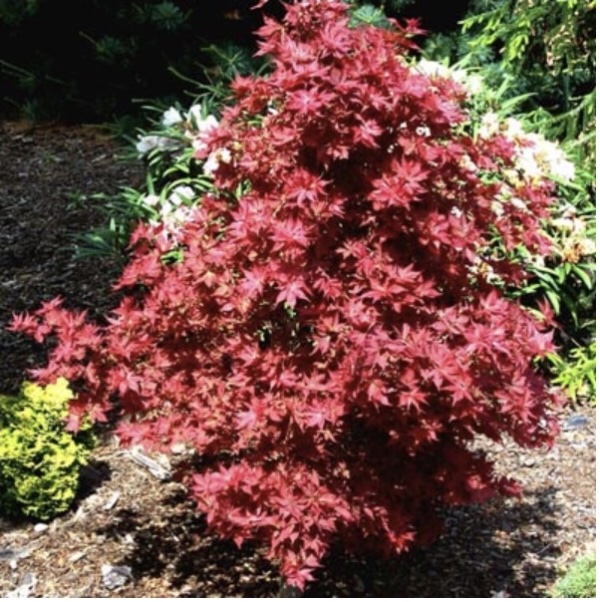 Ruby Stars Japanese Maple  7G