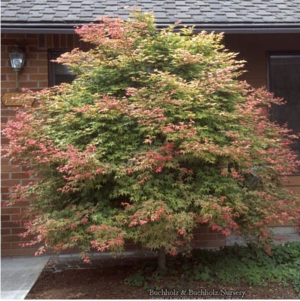 Shin Deshojo Japanese Maple 7G