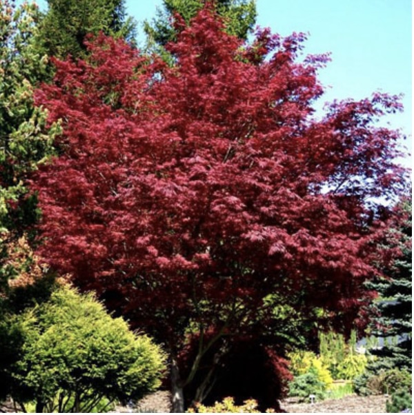 Sherwood Flame Japanese Maple 5G