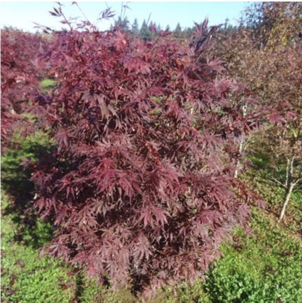 Suminagashi Japanese Maple 5' 