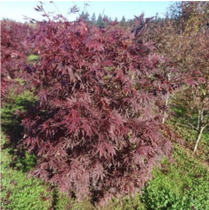 Suminagashi Japanese Maple 5' 