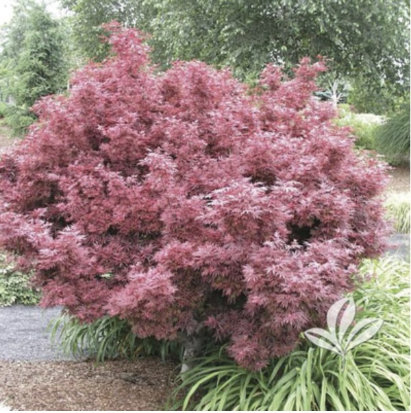 Shaina Japanese Maple 10G