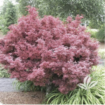 Shaina Japanese Maple 10G