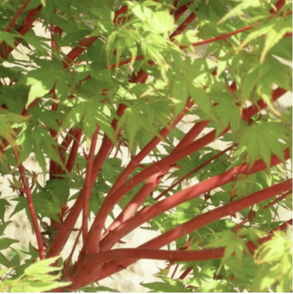 Sango Kaku Japanese Maple 7G