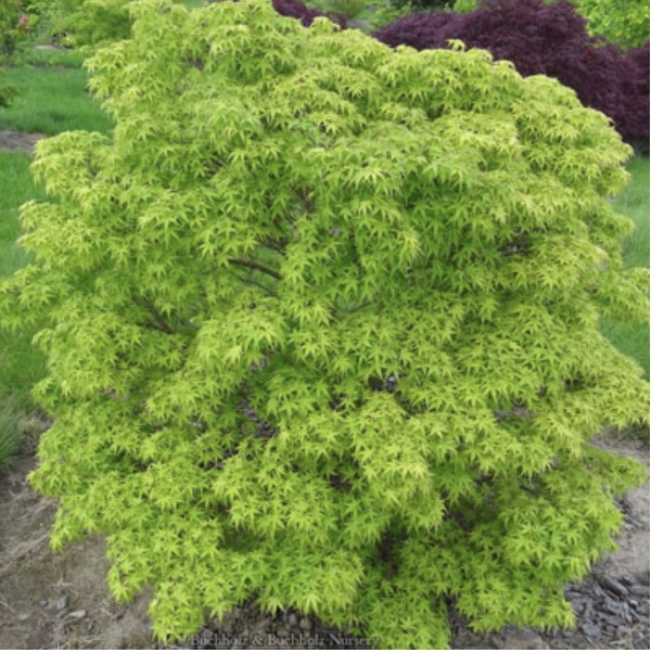 Sharps Pygmy Japanese Maple  24"