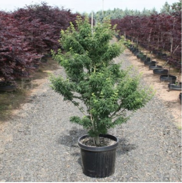 Shishigashira Japanese Maple 36"