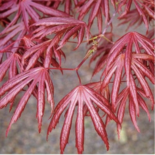 Trompenburg Japanese Maple 7'