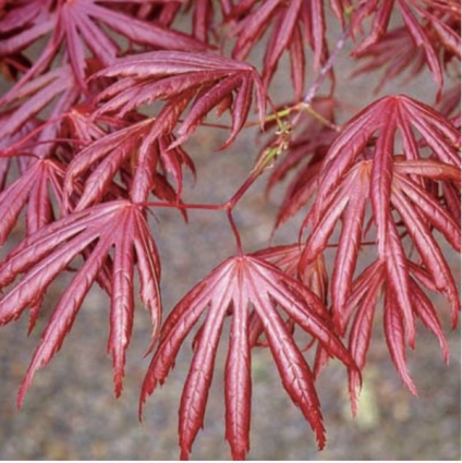Trompenburg Japanese Maple 7'