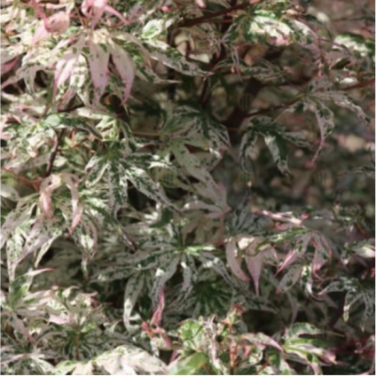 Ukigumo Japanese Maple  6'