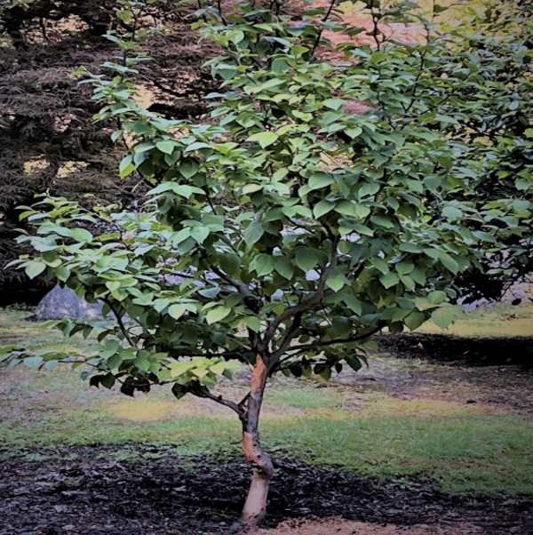 JAPANESE STEWARTIA 7 GAL