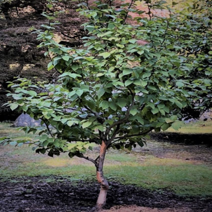 Japanese Stewartia 7G