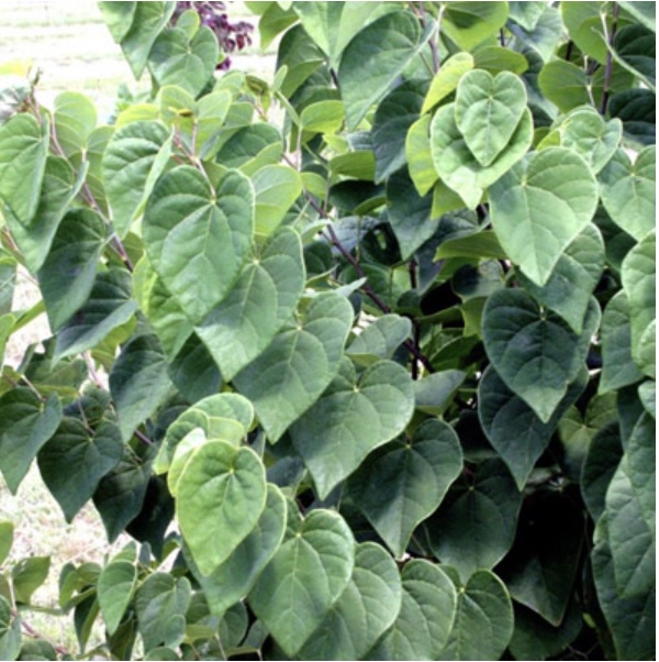 Ace of Hearts Redbud 15G