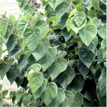 Ace of Hearts Redbud 15G