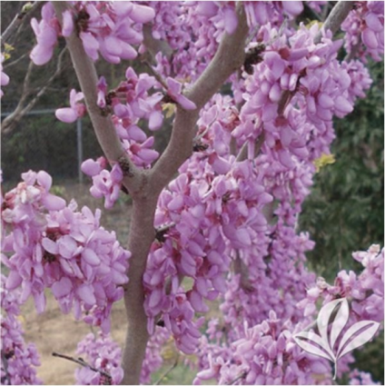 Bubble Gum Redbud 7G