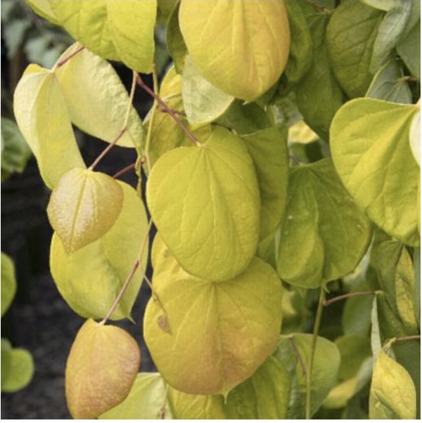 Golden Falls Redbud  7G