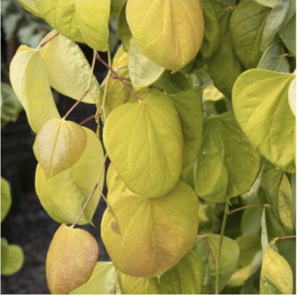 Golden Falls Redbud  7G