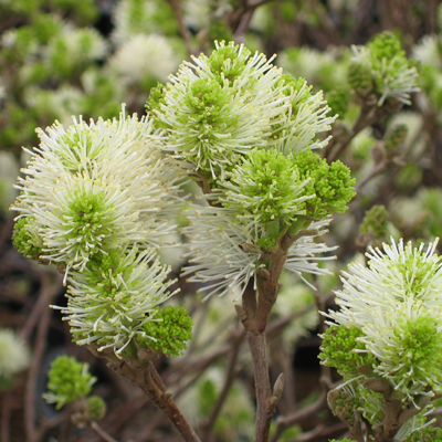 Mount Airy Fothergilla  3-5G