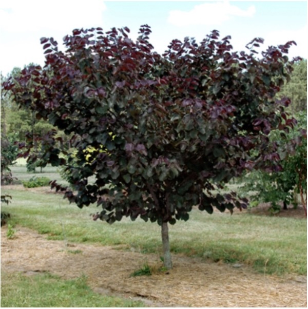 Merlot Redbud 1.5"