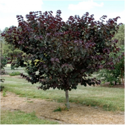 Merlot Redbud 1.5"